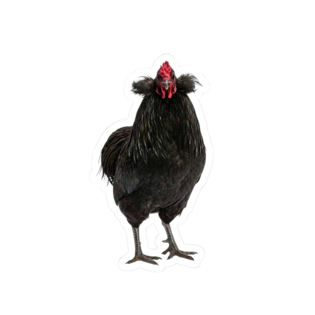 Black Chicken Sticker — Realistic Hen Kiss-Cut Vinyl Decal for Laptops & Water Bottles