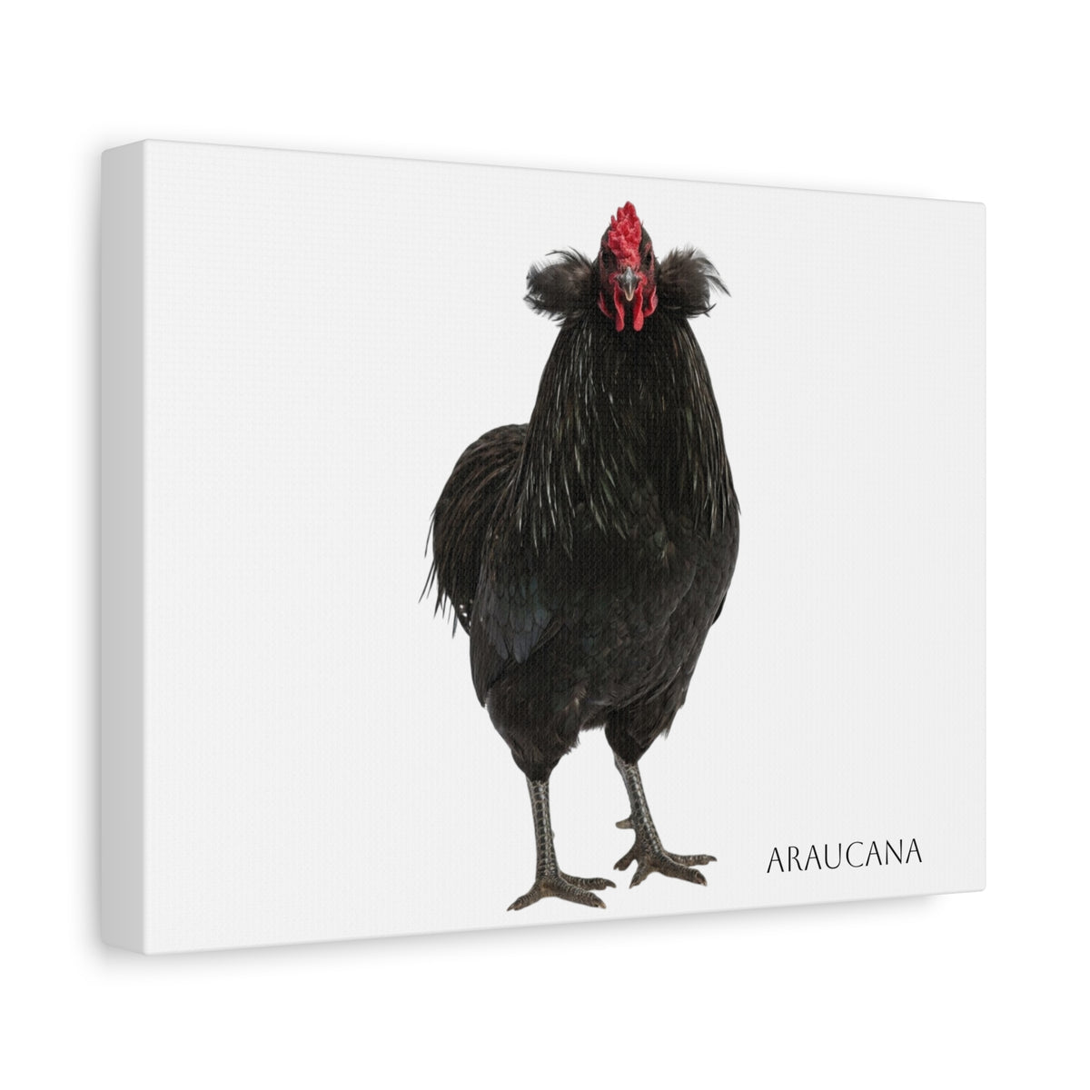 Araucana Chicken Canvas Print — Matte Stretched Wall Art